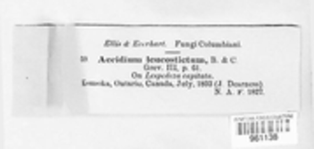 Aecidium leucostictum image